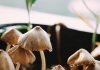 A close up shot of a wet mushrooms