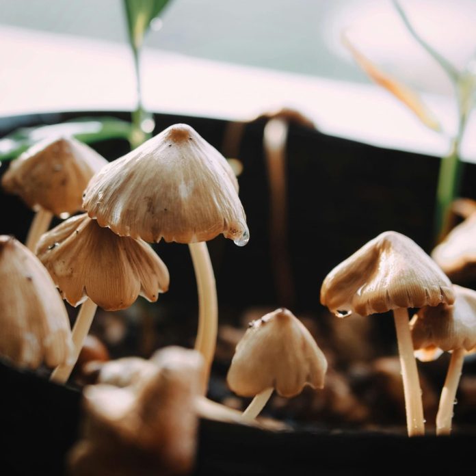 A close up shot of a wet mushrooms