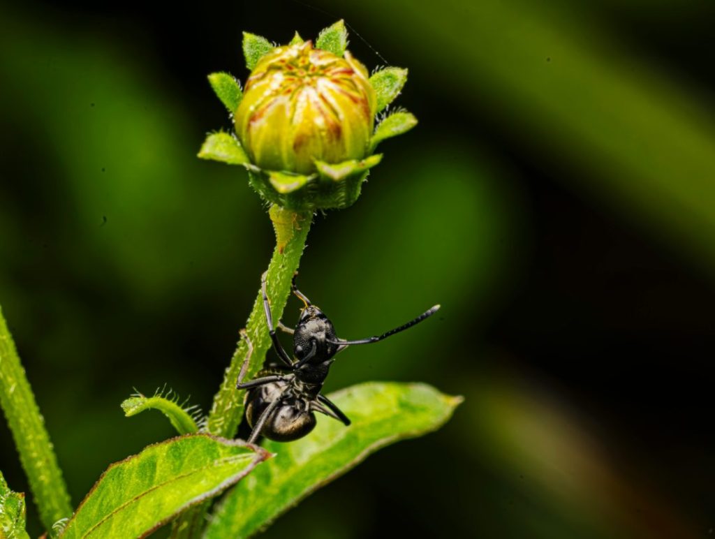Close up of ant on bud in greenery